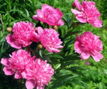 Пион среднего срока цветения, розовый