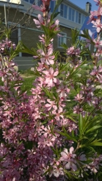 Миндаль степной (бобовник)