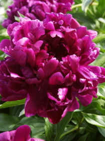 Пион среднего срока цветения, свекольный