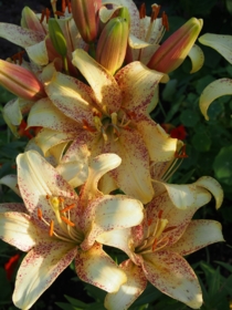 Санкрест / Suncrest