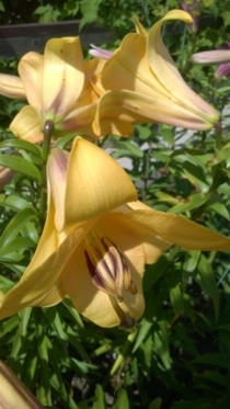 Шайн Он / Shine On